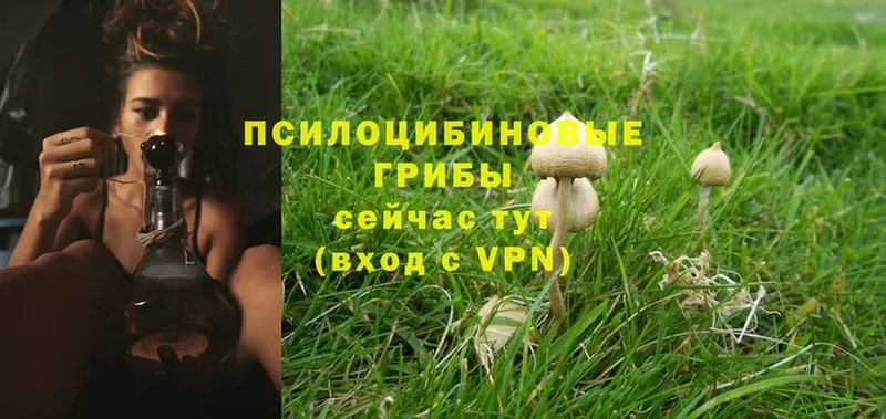 omg рабочий сайт  Ипатово  Галлюциногенные грибы Psilocybe 